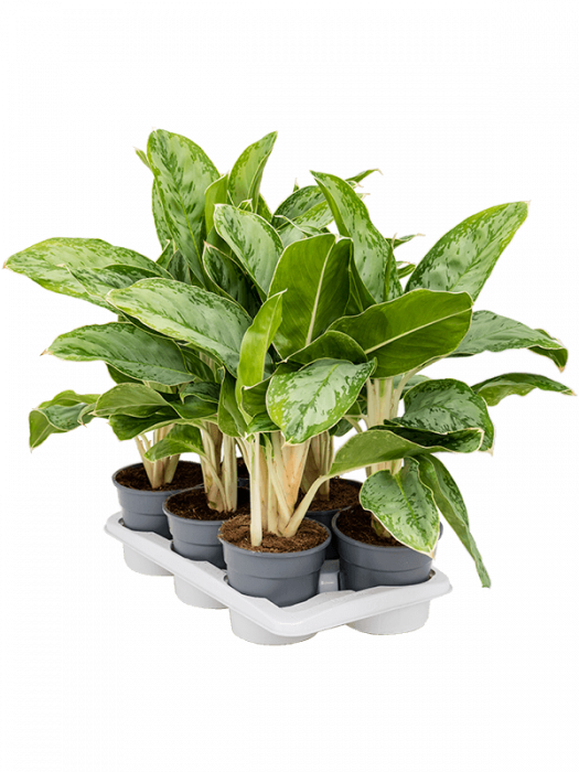 Aglaonema 'Cintho Queen' 6 buc/set 45 cm [2]