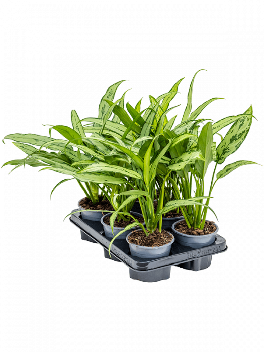 Aglaonema 'Cutlass' 6 buc/set 35 cm [2]