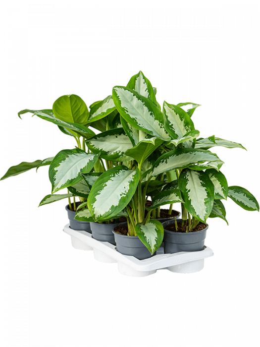 Aglaonema 'Diamond Bay' 6 buc/set 55 cm [2]