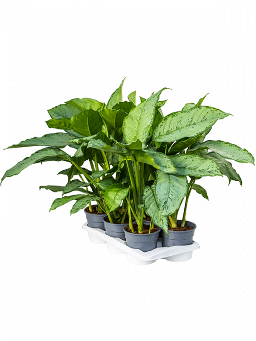 Aglaonema 'Freedman' 6 buc/set 70 cm [2]