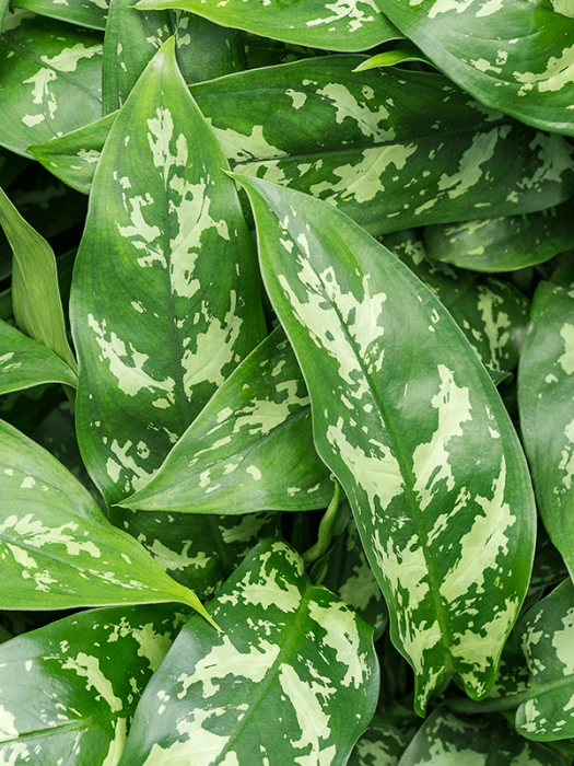 Aglaonema 'Maria' 50 cm [2]