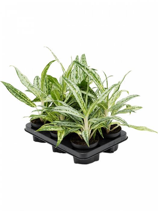 Aglaonema 'Matcha Lemon' 6 buc/set 35 cm [2]