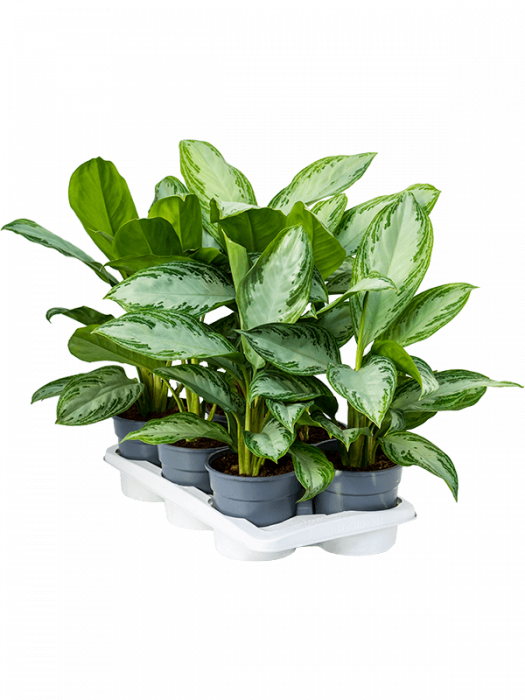 Aglaonema 'Silver Bay' 6/tavă 55 cm [2]
