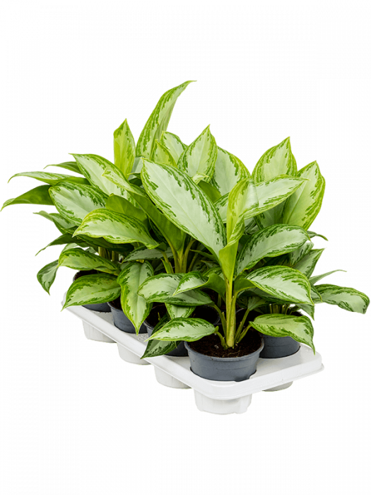 Aglaonema 'Silver Bay' 8 buc/set 35 cm [2]