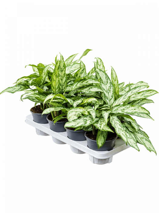 Aglaonema 'Silver Queen Compact' 8/tavă 35 cm [2]