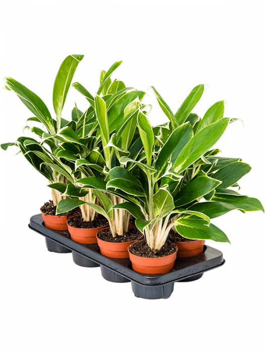 Aglaonema 'White Lime' 8 buc/set 35 cm [2]