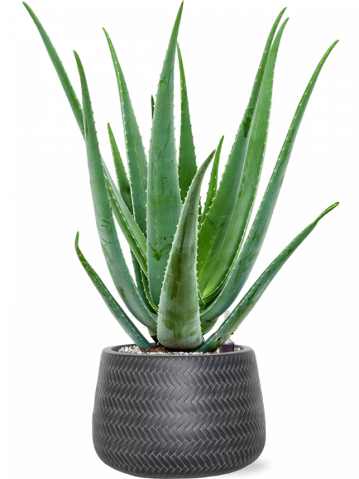 Aloe vera barbadensis 70 cm [2]