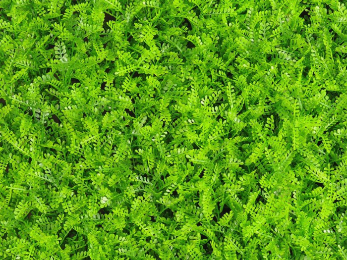 Asplenium viride - rezistență la foc clasa B [3]