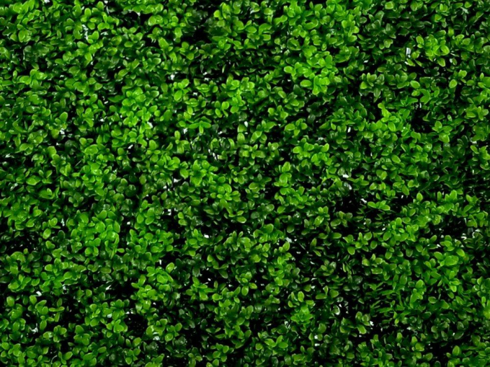 Buxus Japonicus [3]