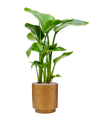 Ghiveci CAPI Lux Retro 23 x 25 [3]