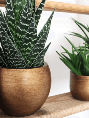 Ghiveci CAPI Lux Retro 18 x 15 [3]