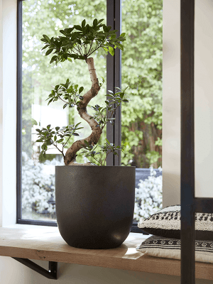 Ghiveci CAPI Urban Smooth NL 54 x 52 [2]