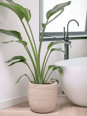 Ghiveci CAPI Waste Rib NL 43 x 41 [2]