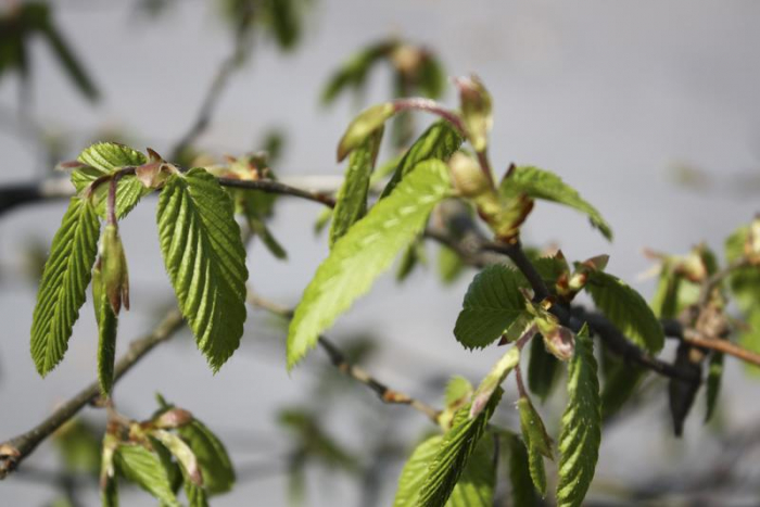 Carpinus Betulus - Carpen [5]