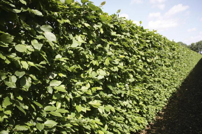 Carpinus Betulus - Carpen [2]