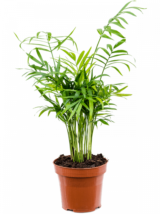 Chamaedorea elegans 10 buc/set 45 cm [2]