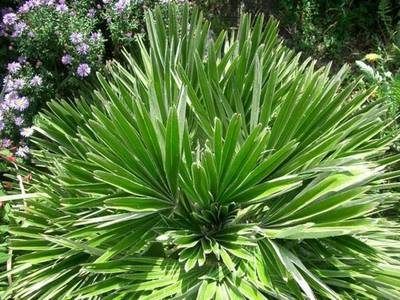 Chamaerops Vulcano [1]