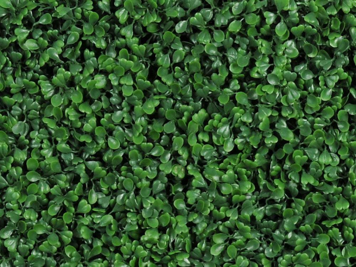 Buxus - rezistență la foc clasa C [2]