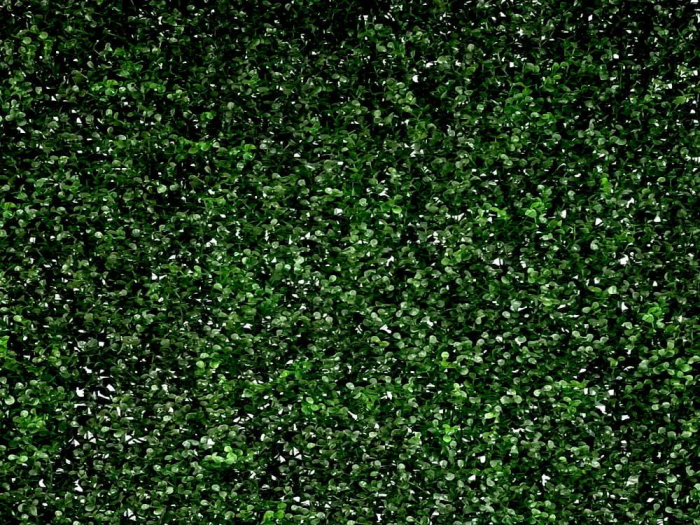 Buxus verde închis [3]