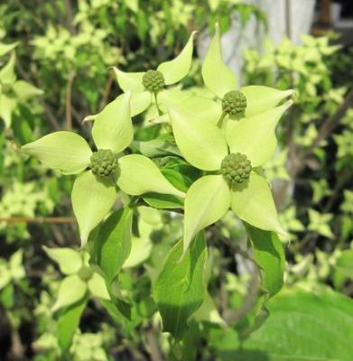 Cornus Kousa China Girl [1]