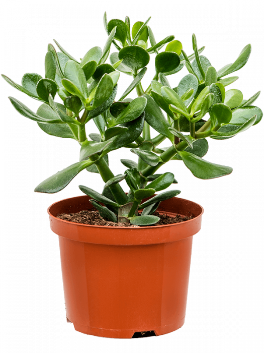 Crassula ovata 3 buc/set 35 cm [2]