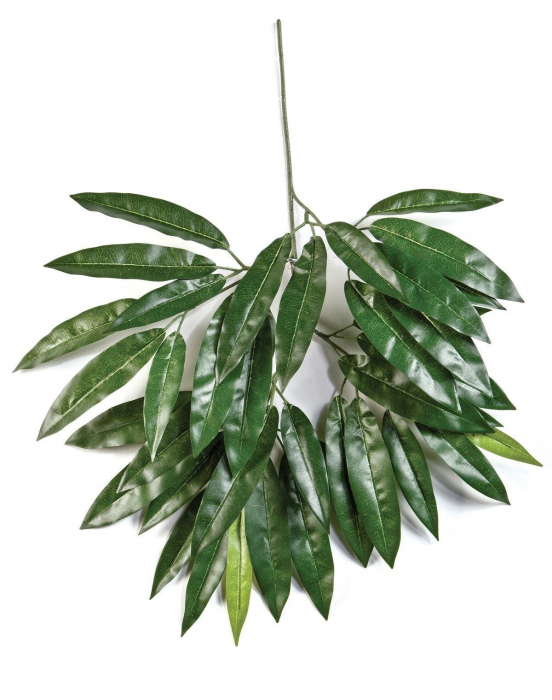 Crenguță de Mango [1]