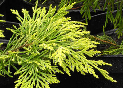 Cupressocyparis Leylandii Gold Rider [1]