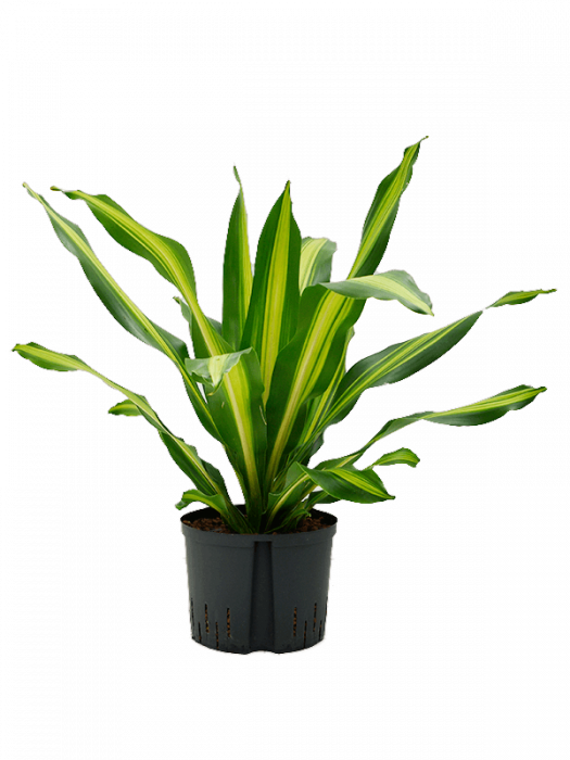 Dracaena fragrans 'Burley' 90 cm [2]