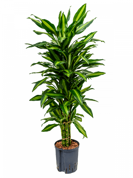 Dracaena fragrans 'Cintho' 105 cm [3]