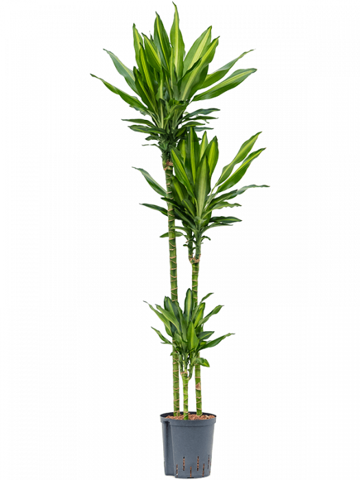 Dracaena fragrans 'Cintho' 145 cm [3]