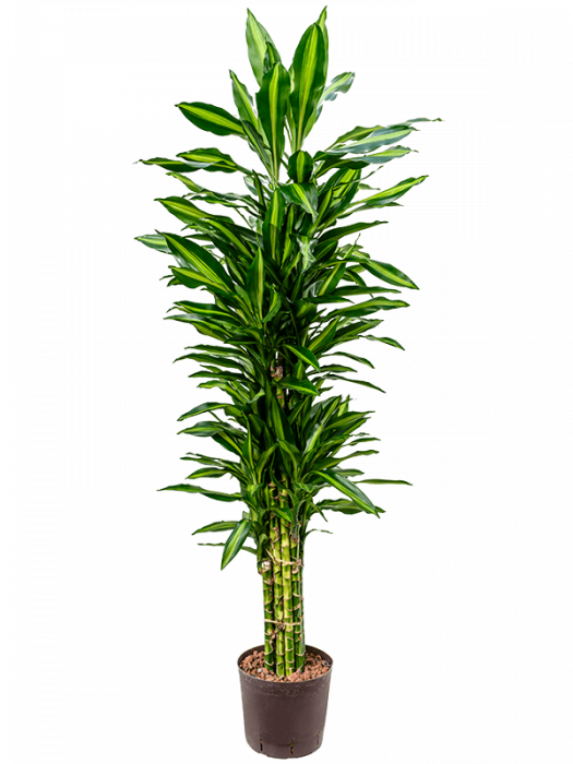 Dracaena fragrans 'Cintho' 150 cm [3]
