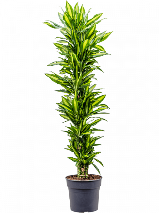 Dracaena fragrans 'Cintho' 170 cm [3]