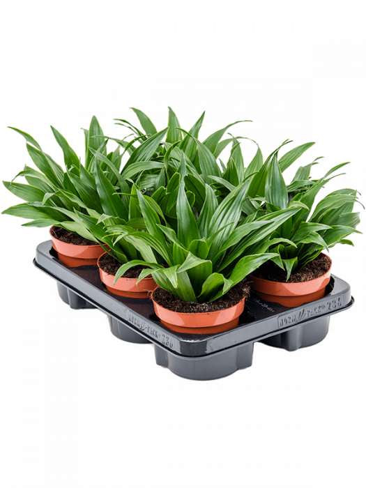 Dracaena fragrans 'Compacta' 6 buc/set 25 cm [4]