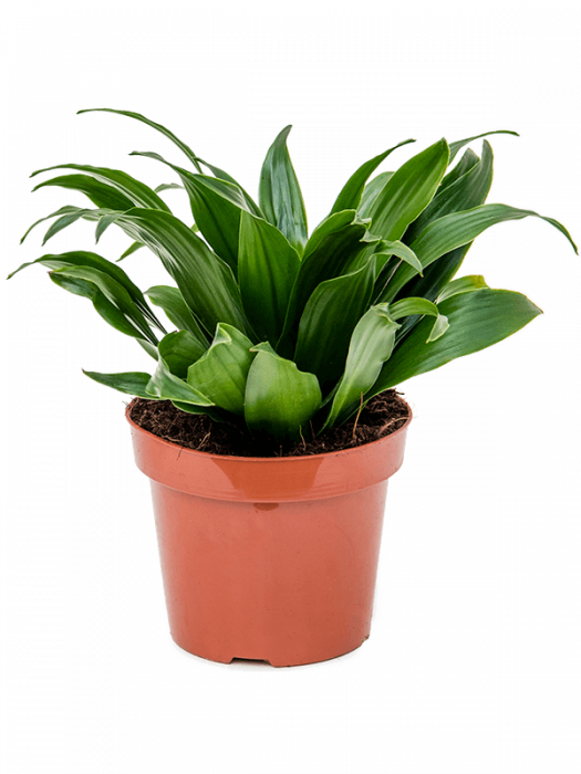 Dracaena fragrans 'Compacta' 6 buc/set 25 cm [2]
