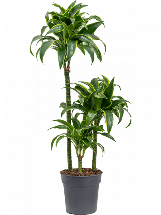 Dracaena fragrans 'Dorado' 95 cm [1]