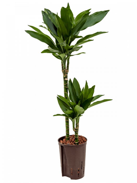 Dracaena fragrans 'Janet Lind' 90 cm [3]