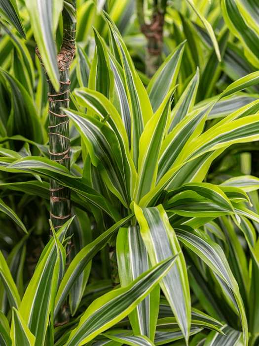 Dracaena fragrans`'Lemon Lime' 90 cm [2]