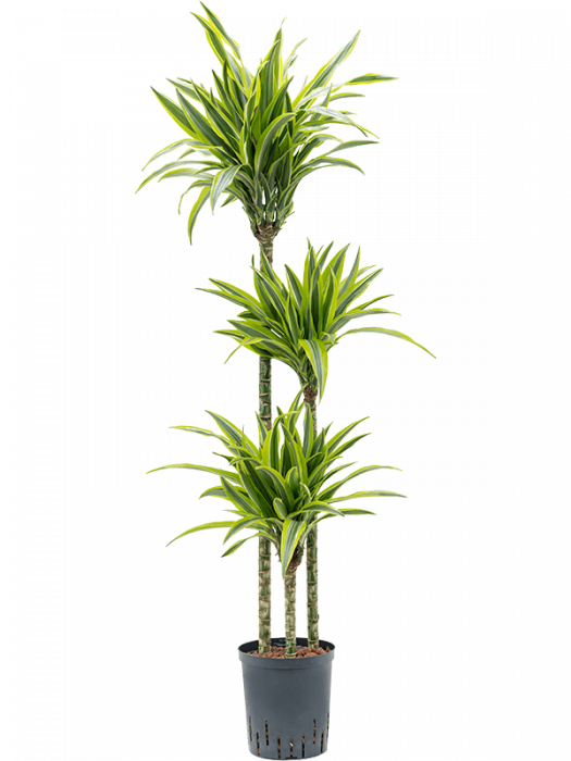 Dracaena fragrans`'Lemon Lime' 130 cm [3]