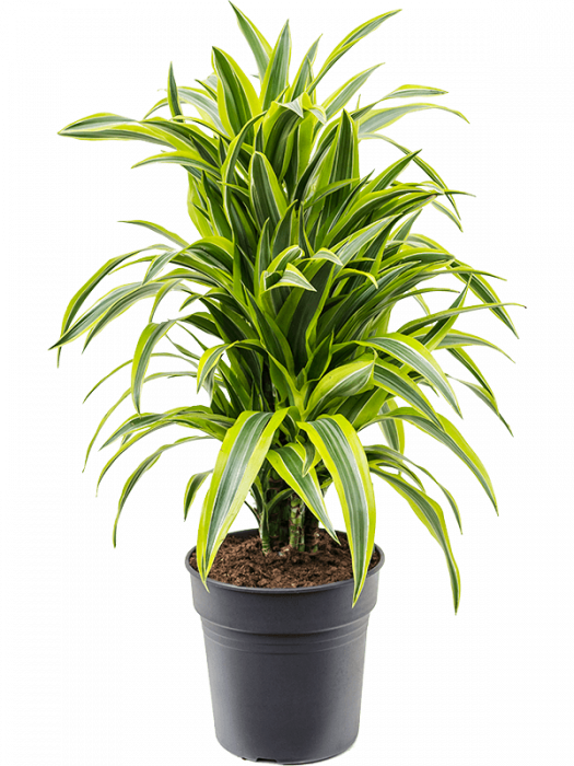 Dracaena fragrans`'Lemon Lime' 90 cm [3]