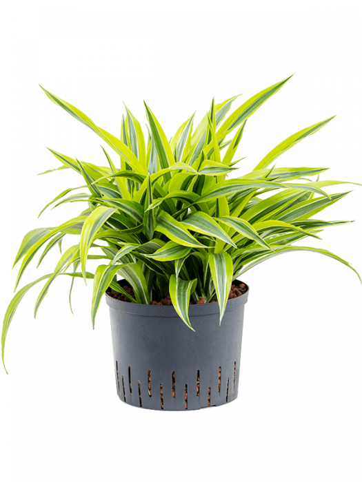 Dracaena fragrans`'Lemon Lime' 50 cm [3]