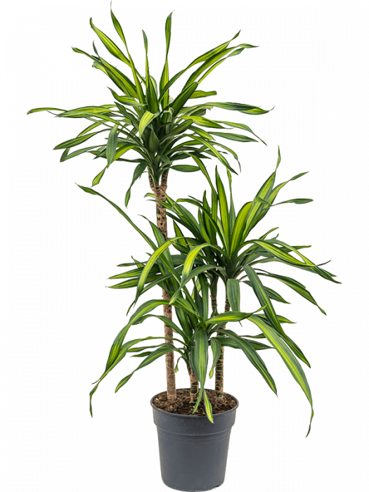 Dracaena fragrans 'Riki' 110 cm [3]