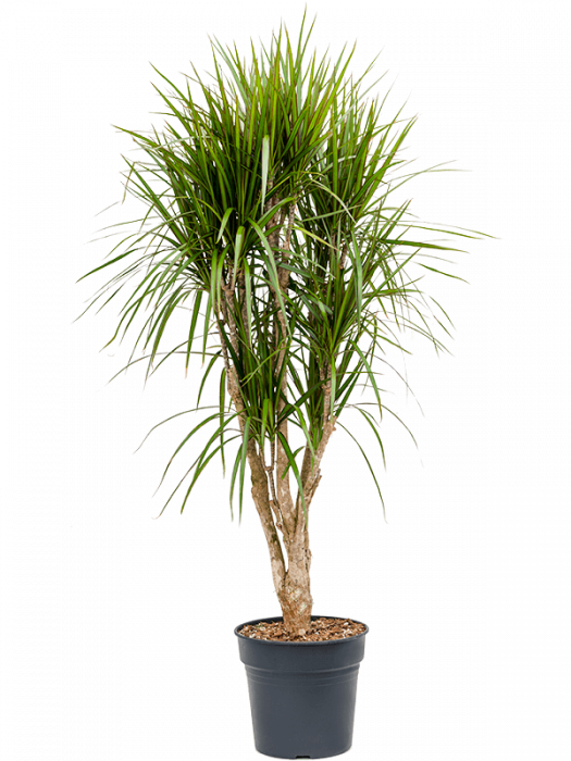 Dracaena marginata 160 cm [3]