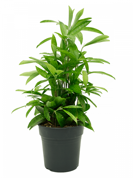 Dracaena surculosa 50 cm [3]