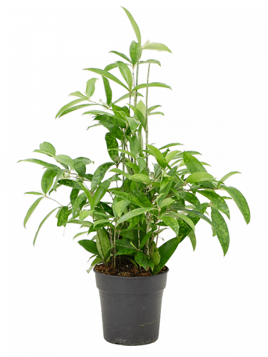 Dracaena surculosa 80 cm [4]