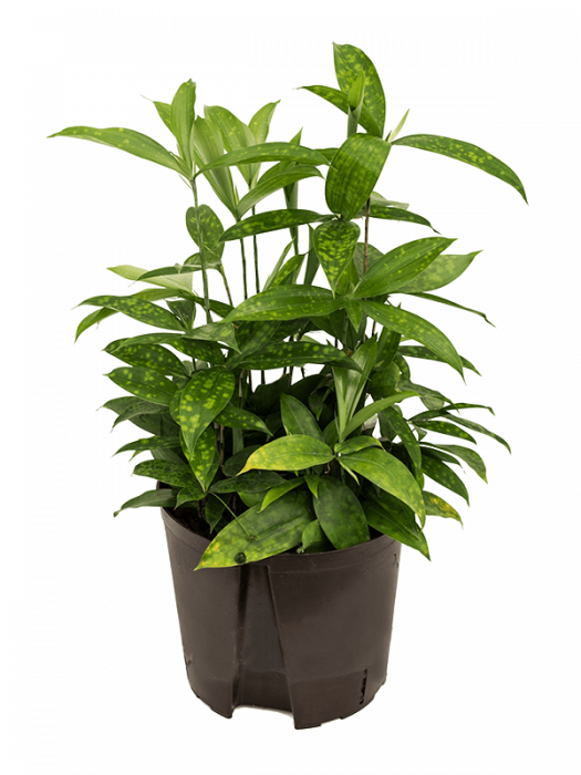 Dracaena surculosa 60 cm [3]
