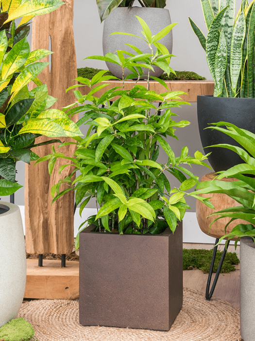 Dracaena surculosa 80 cm [2]