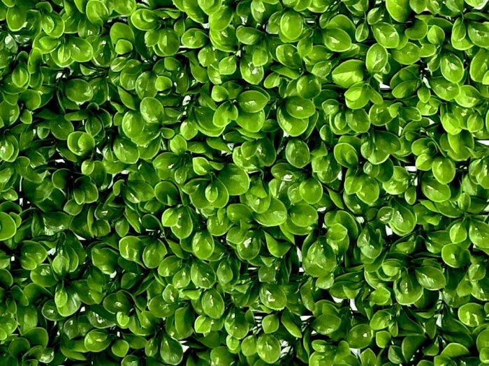 Dwergpeper Peperomia [2]