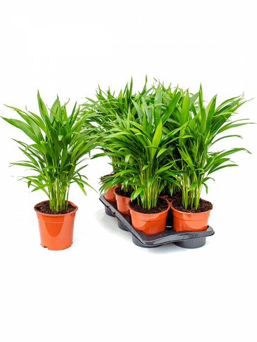 Dypsis (Areca) lutescens 55 cm [1]