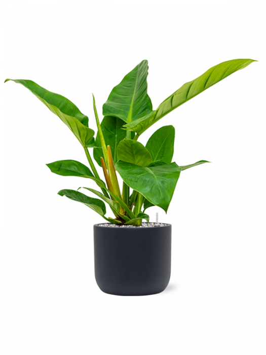 Ghiveci EASE antracit 22 x 19,5 [2]