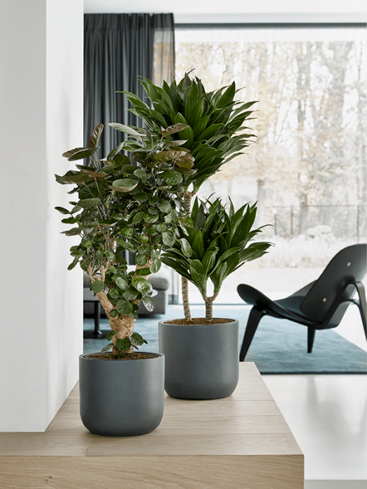 Ghiveci EASE antracit 22 x 19,5 [3]